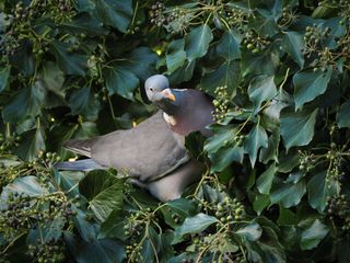 Telephoto image of a pigeon nestled in leaves taken on the OM System OM-3 with the Olympus M.Zuiko 75-300mm f/4.8-6.7