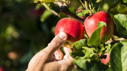 A gardener's hand picking ripe red apples