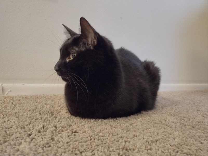 Moto G Power 2021 Camera Sample