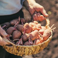 Gardener holding basket of sprouted seed potatoes