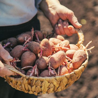 Gardener holding basket of sprouted seed potatoes