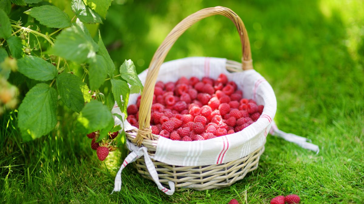 8 Tasty Types of Raspberries You Can Harvest All Season – Mix and Match for Fresh Fruit From Summer Through Fall