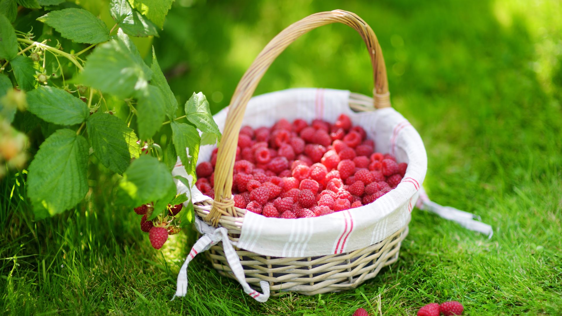 Summer Raspberry Types 8 Tasty Types of Raspberries You Can Harvest All Season | Gardening ...