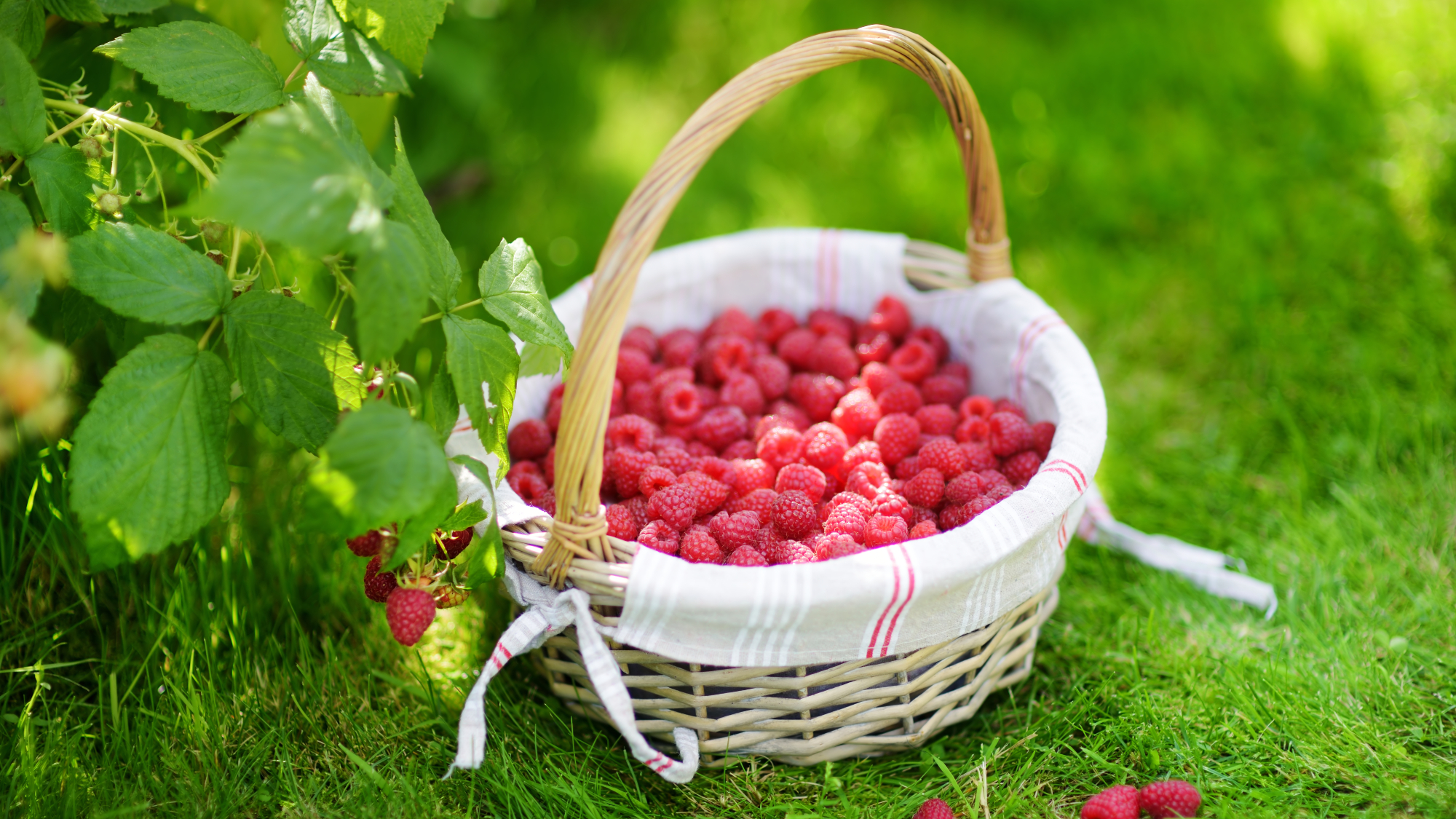 basket full of raspberries next to raspberry bushes