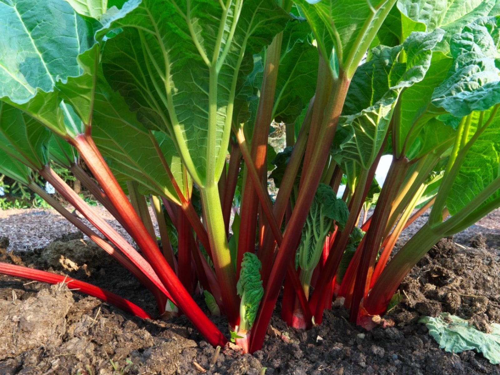 Crimson Cherry Rhubarb - Large Crown Root Division - Rich Flavor, Heavy  Yields, Stays red even when cooked