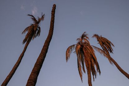 LAHAINA, HAWAII - AUGUST 18, 2023 - Burned palm trees stand in a neighborhood that was destroyed by wildfires in Lahaina, Hawaii, on Aug. 18, 2023. 