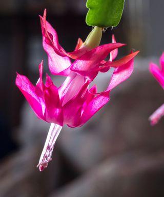 A Christmas cactus with pink flowers