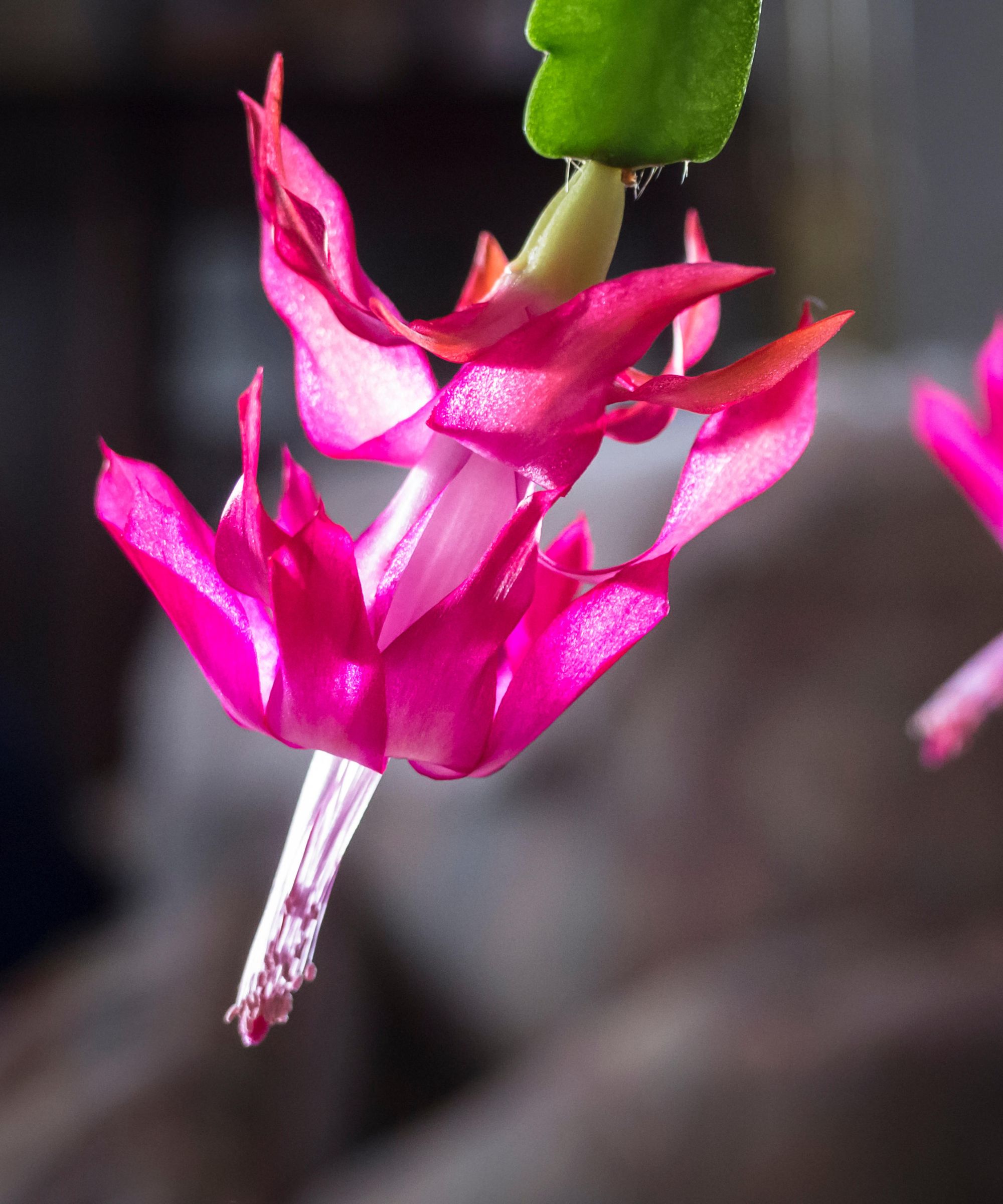 How to prune Christmas cactus expert tips on when and how Homes