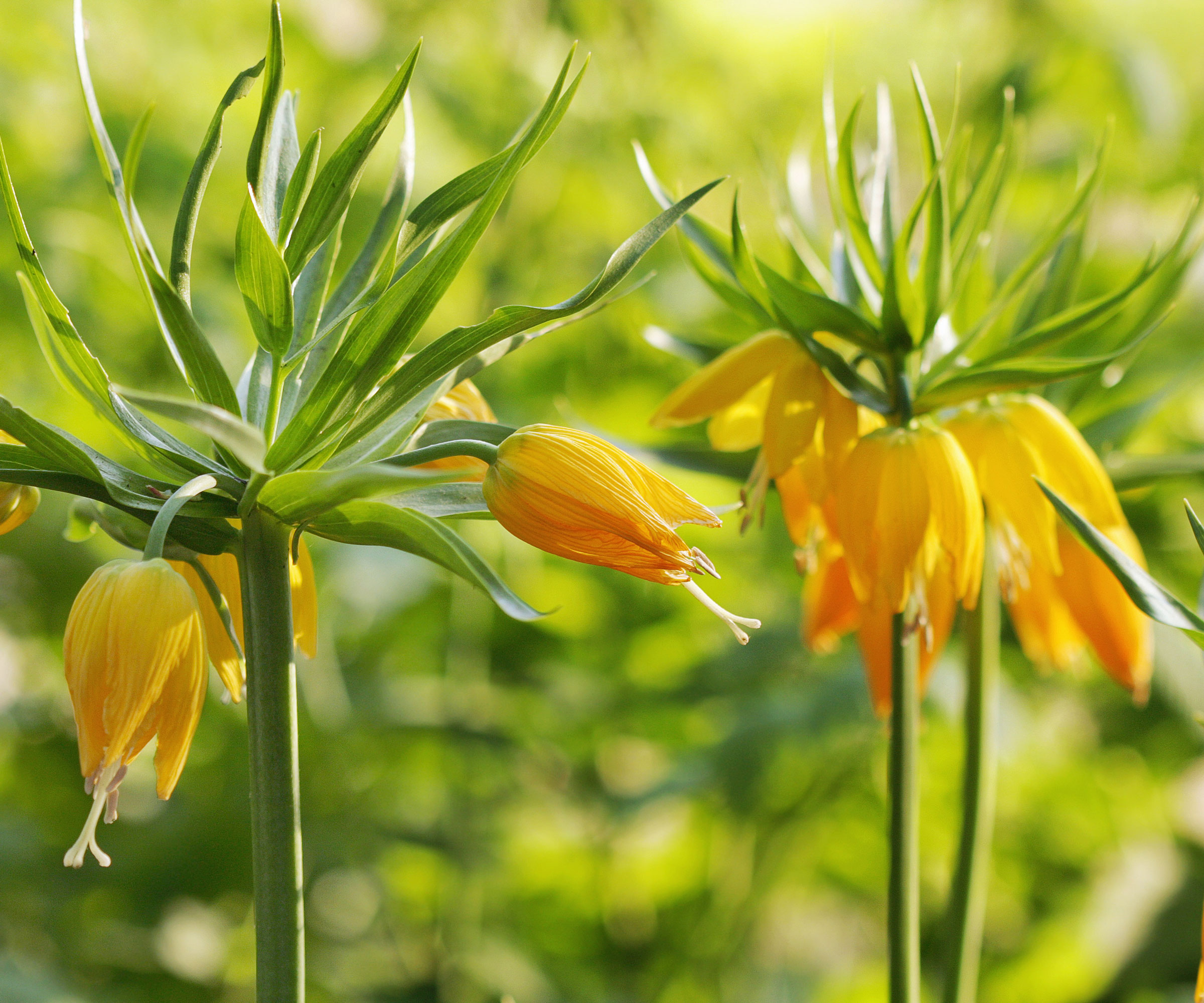 yellow fritillaria Lutea growing in border