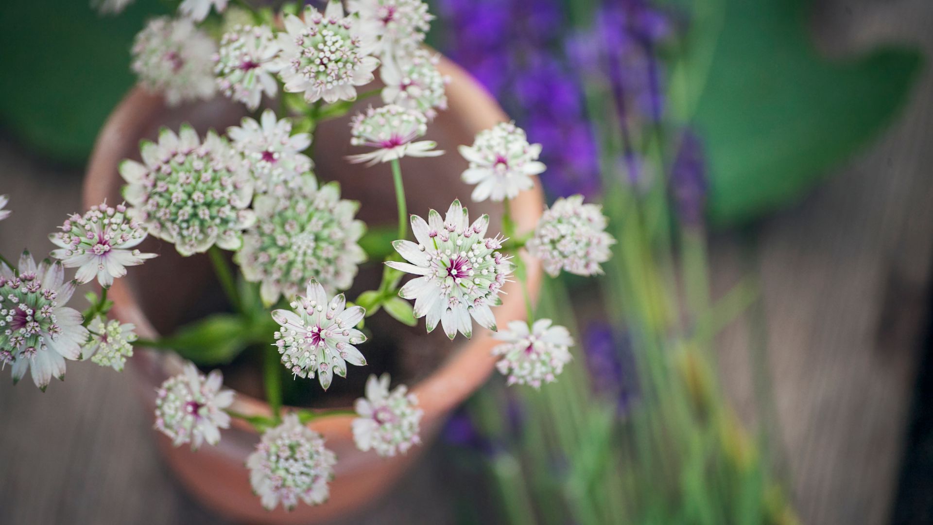 picture of astrantia in clay pot