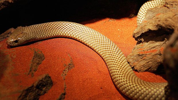 Australian mulga snake