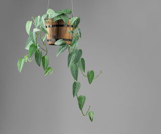 Hanging cebu blue pothos