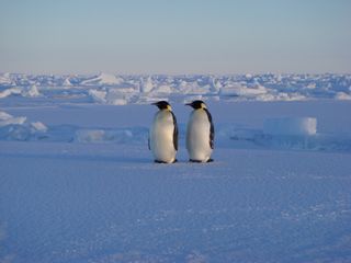 twin penguins