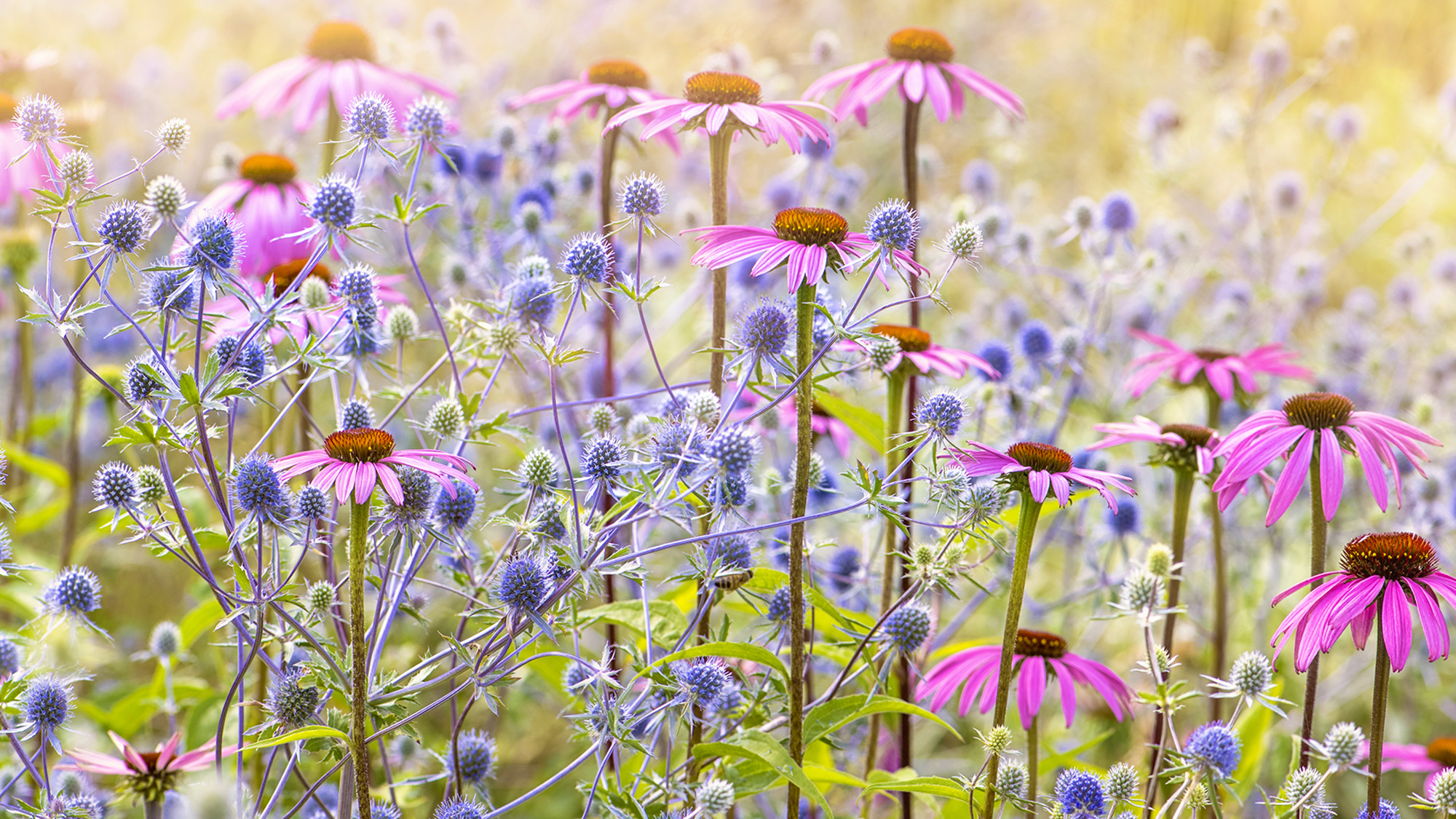 Purple coneflowers and sea holly planted together in prairie-style border