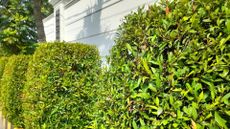 A privacy hedge made up of ficus nitida plants