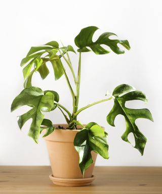 Monstera minima plant for best plants for bathrooms