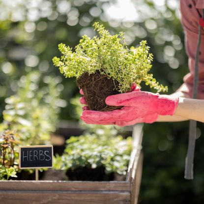 Woman's hand planting in an herb garden