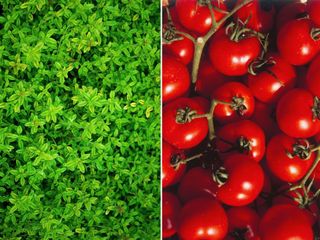 Thyme (L) & Tomato (R)