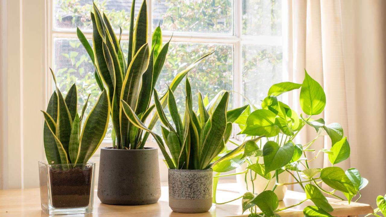 Potted snake plants and pothos inside a beautiful new flat or apartment