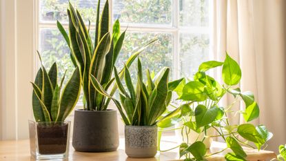 Potted snake plants and pothos inside a beautiful new flat or apartment