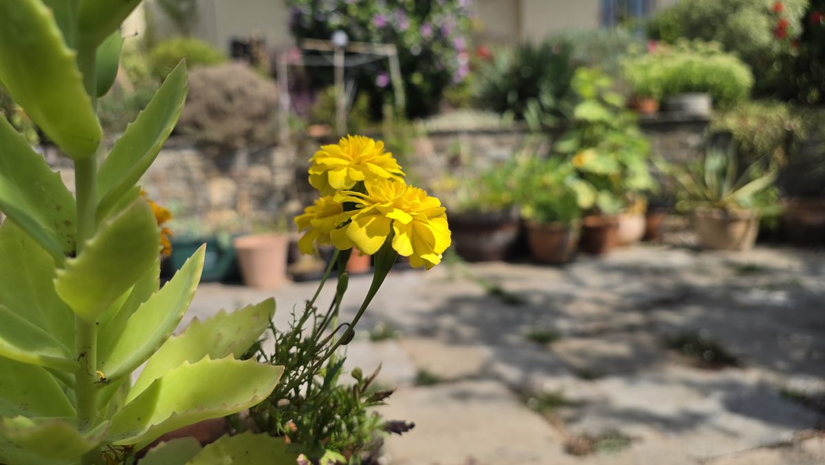A camera sample taken on the Samsung Galaxy Z Fold 8 Ultra, showing some yellow flowers.