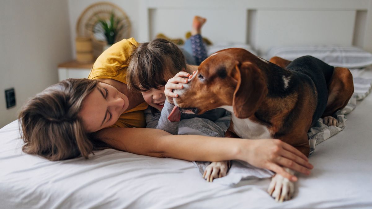Does your dog struggle to settle down? Trainer reveals four ways to h...