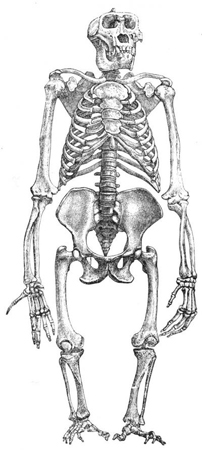 anatomy tips  Long torso, Short legs long torso, Body types