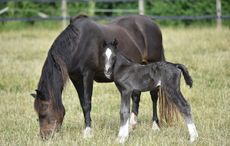 redwings foals