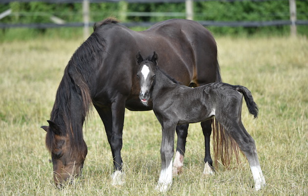 redwings foals