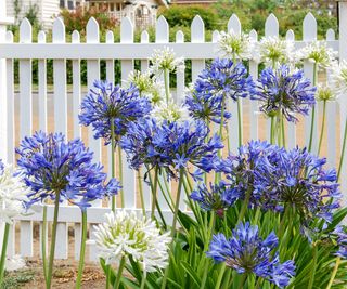 Blue and white Agapanthus flowers in front of a white fence in a front garden