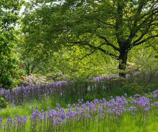 Camassia naturalized under trees