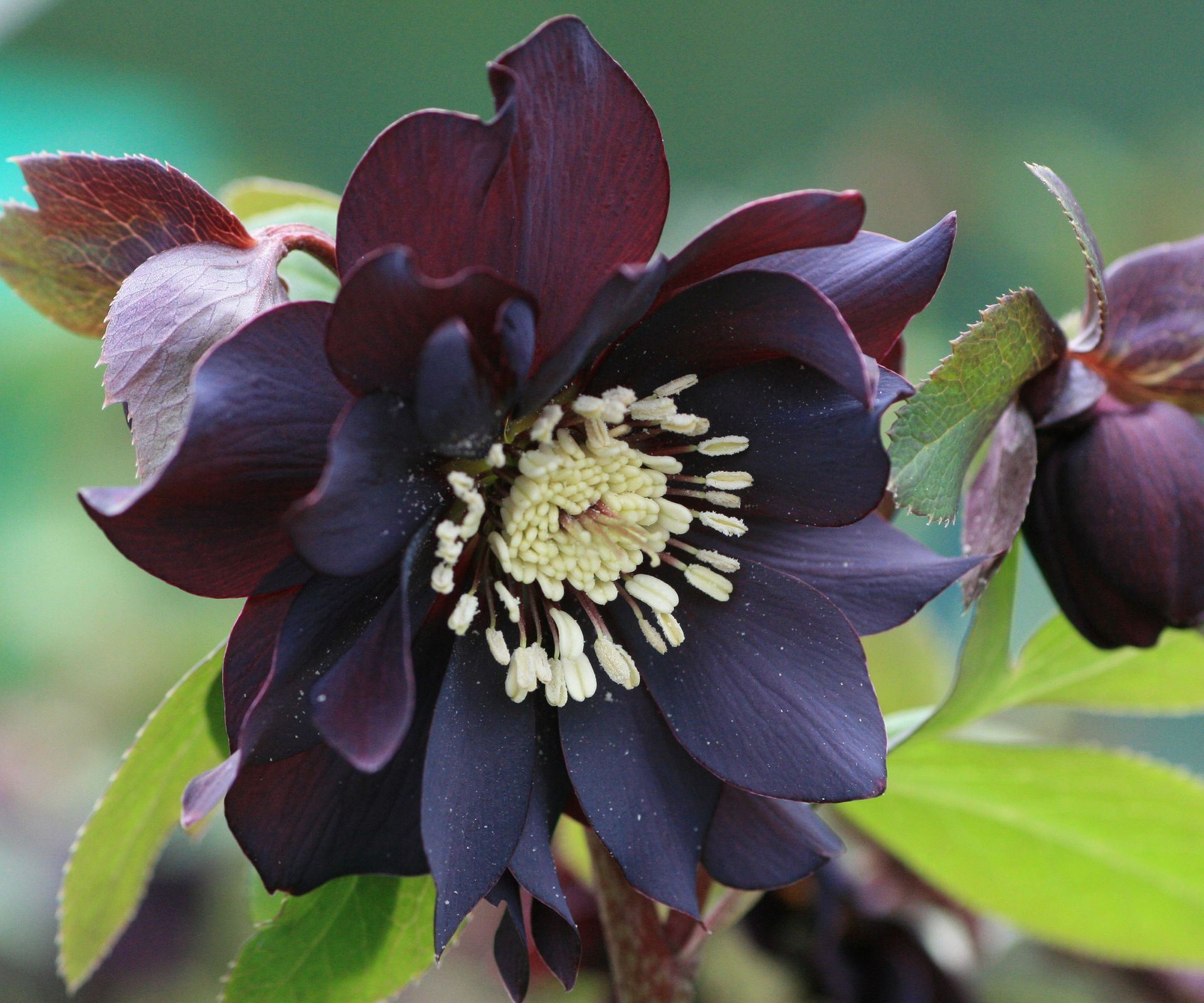 Hellebore varieties 10 stunning types to grow Homes & Gardens