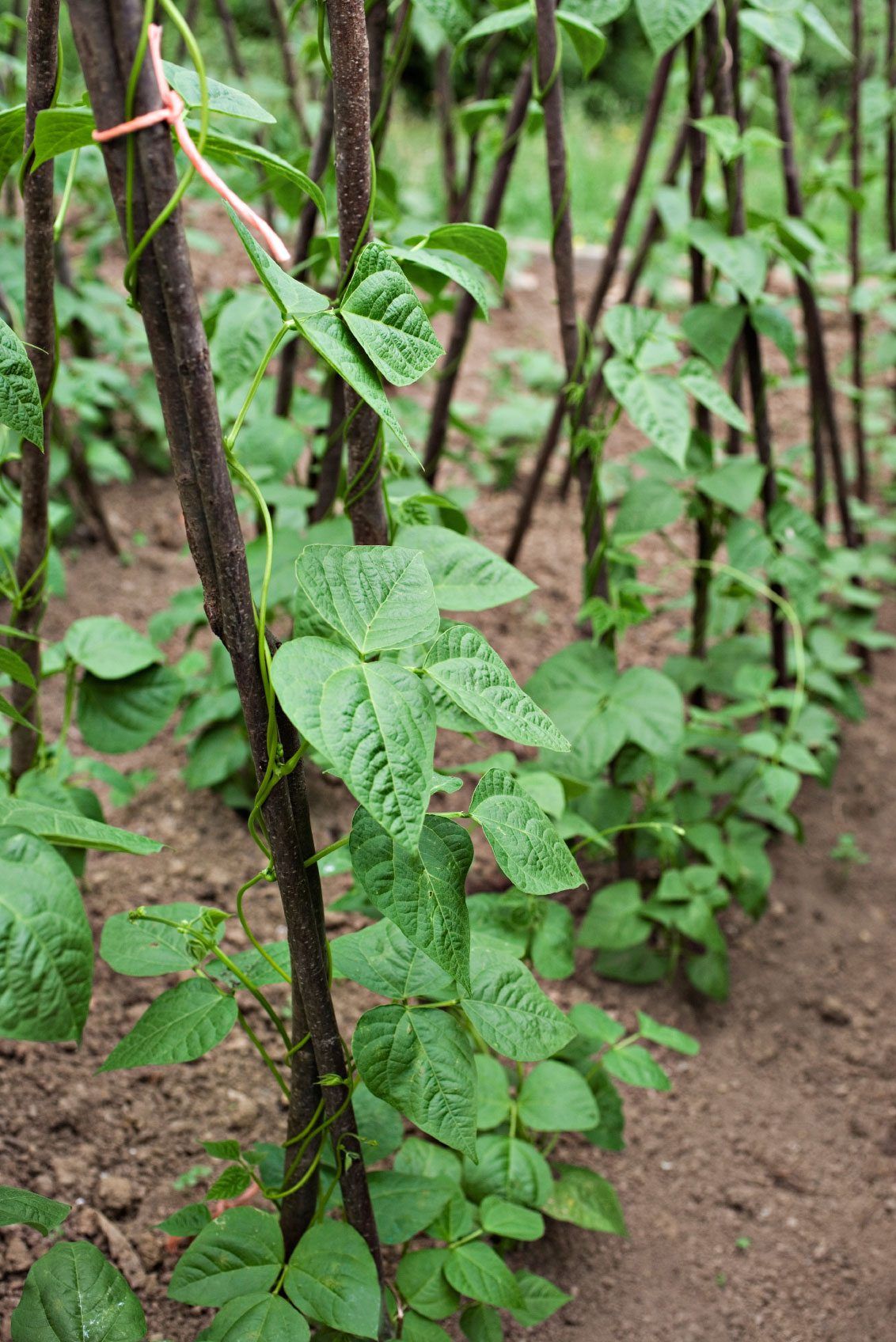 Bean Plant Growing Up Wooden Support Poles