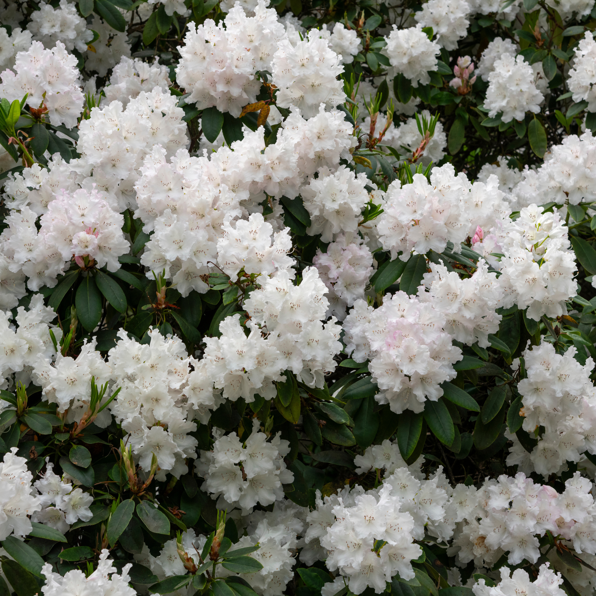 White flowering rhododendrum.