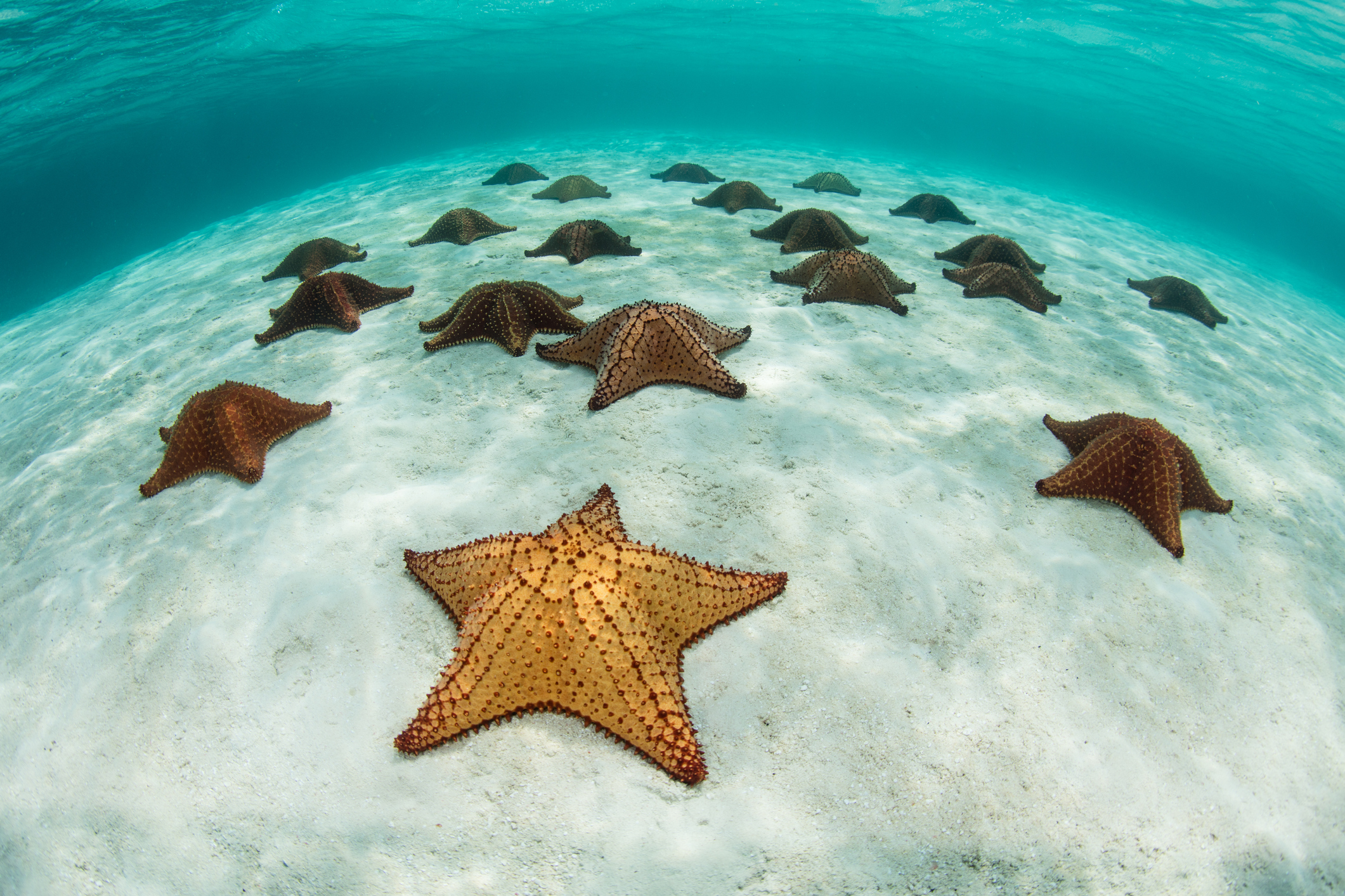 Sea stars in shallow waters