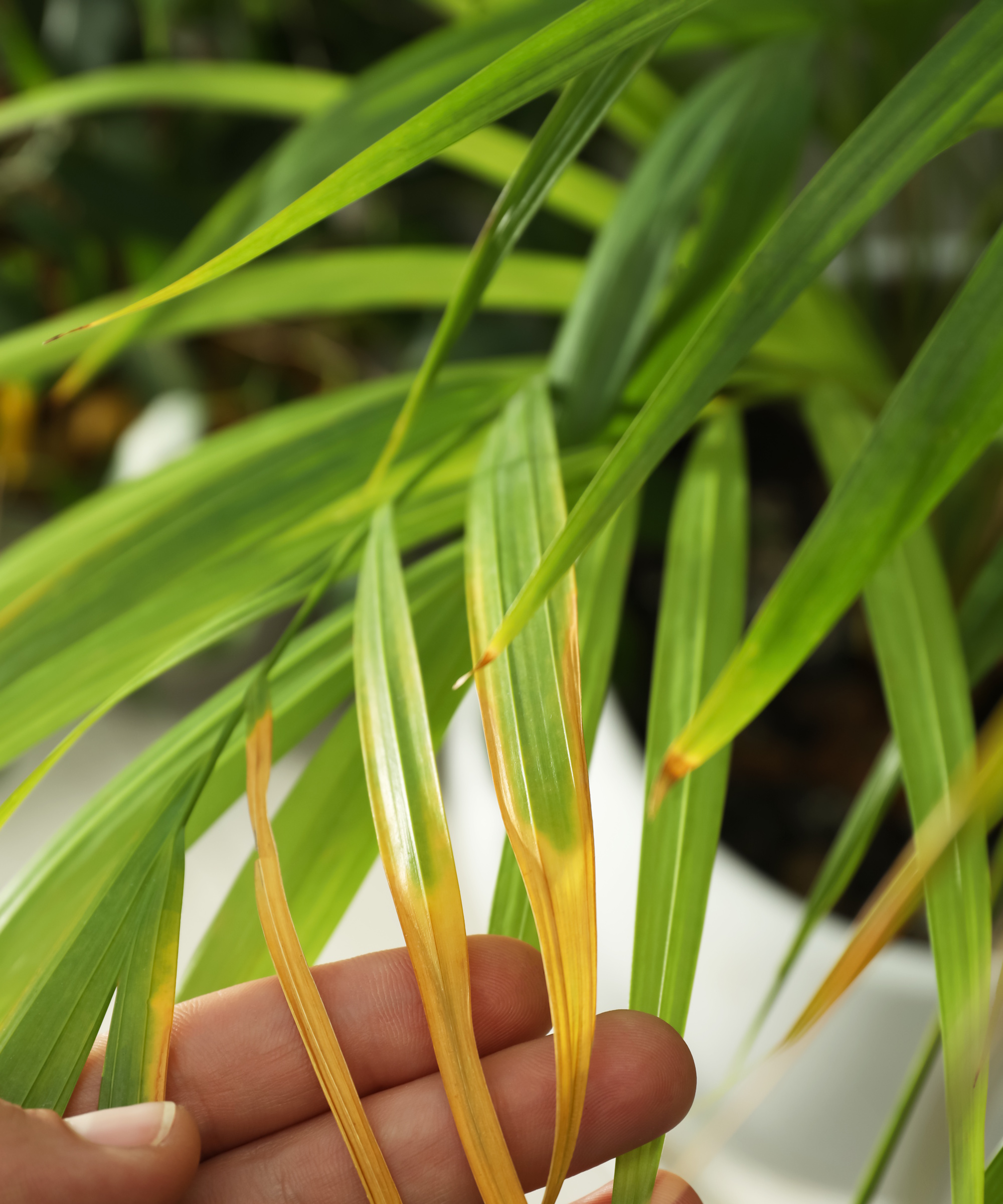 Close up of palm leaf with yellowing tips