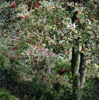 holly as best trees for privacy