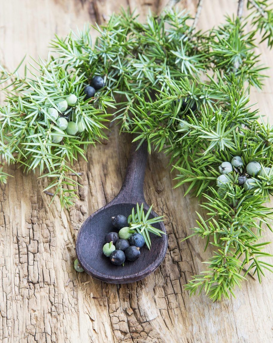 Juniper Herbs