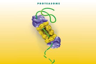 cell garbage disposal systems, proteasome, proteins, protein tags, ubiquitin