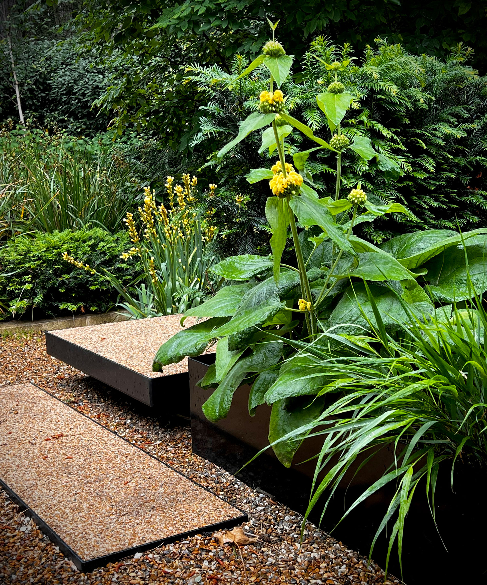 modern garden design with green planting, pavers and gravel