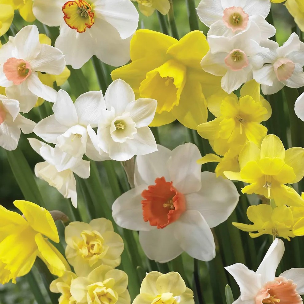 Daffodil Bulbs