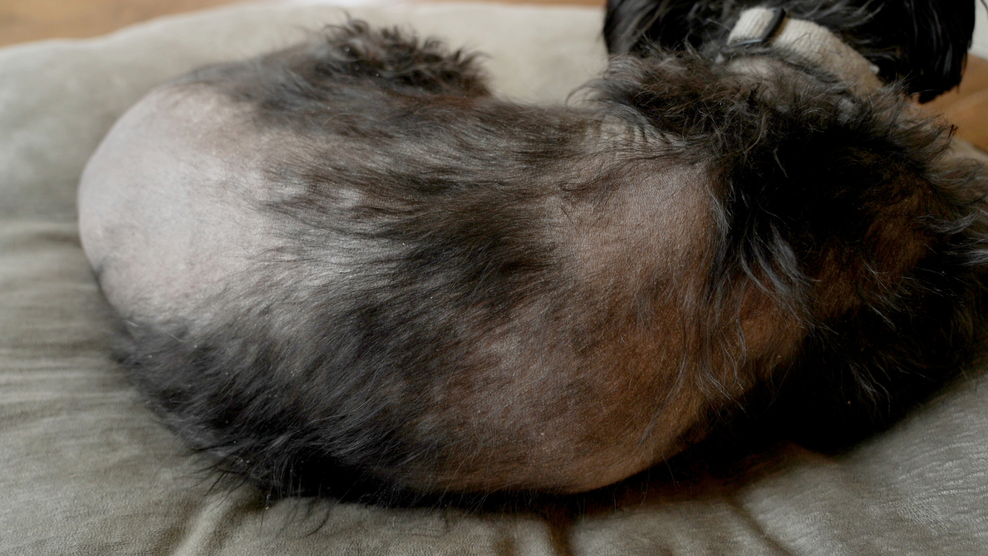 A dog with hair loss over their back