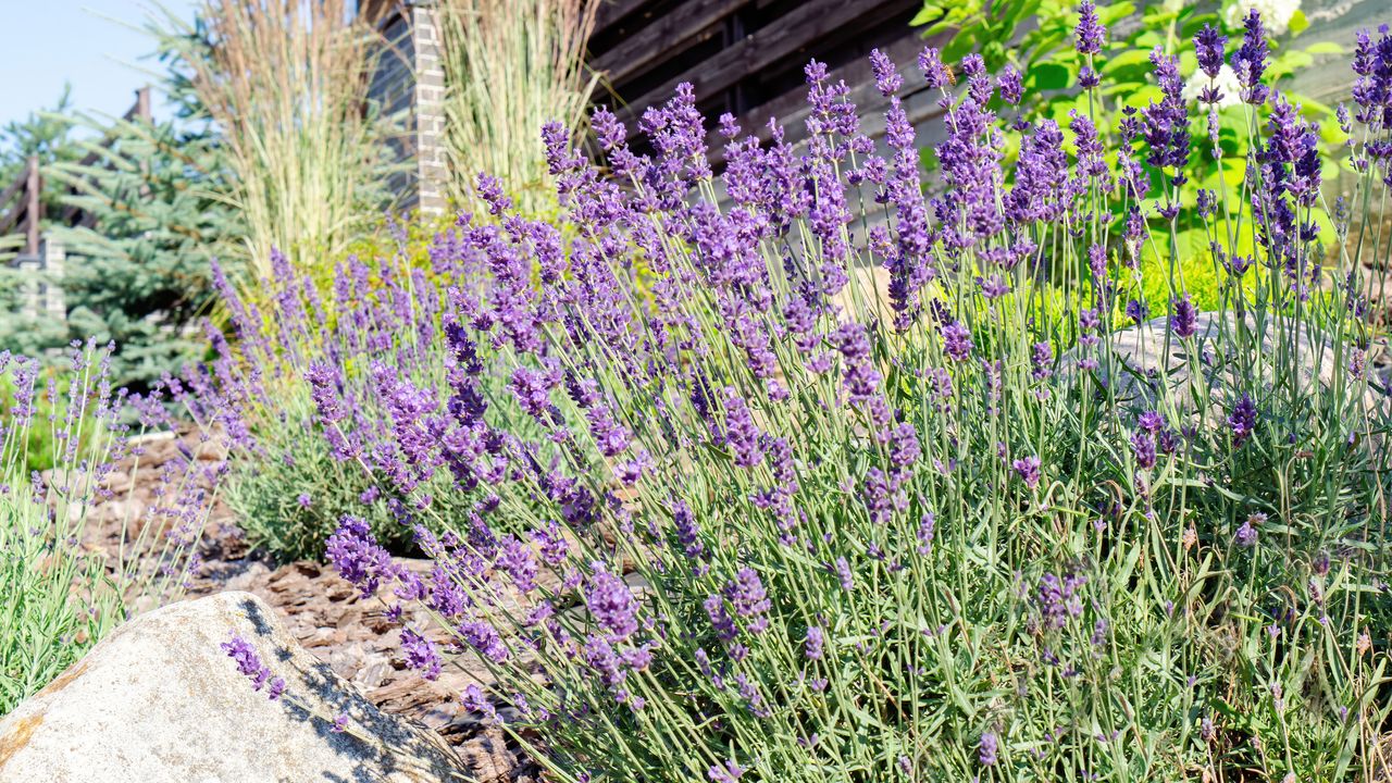 lavender plants