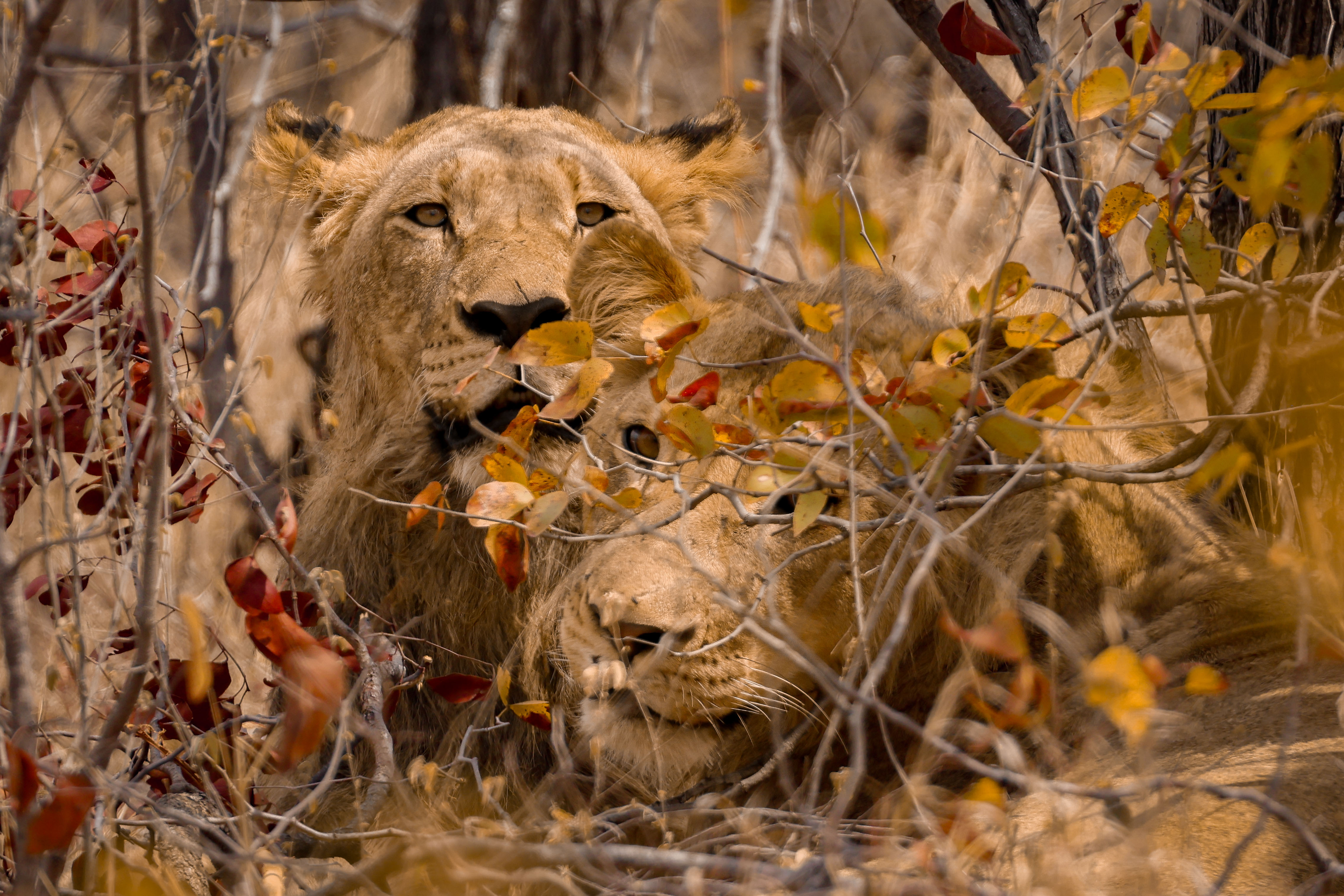 Two African lions hidden behind shrubs