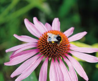 Bee on a pink coneflower bloom