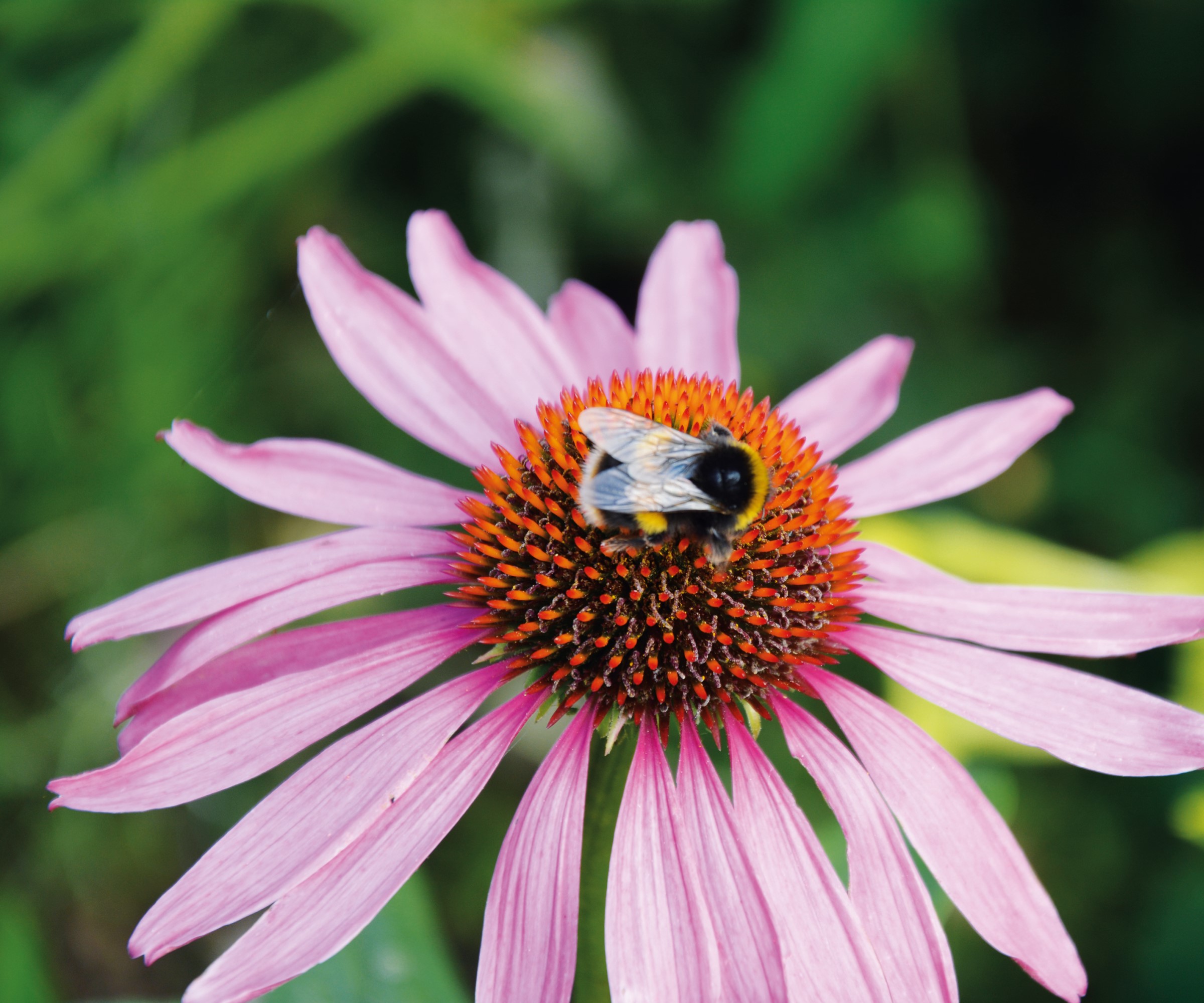 when-to-cut-back-coneflowers-what-is-the-best-time