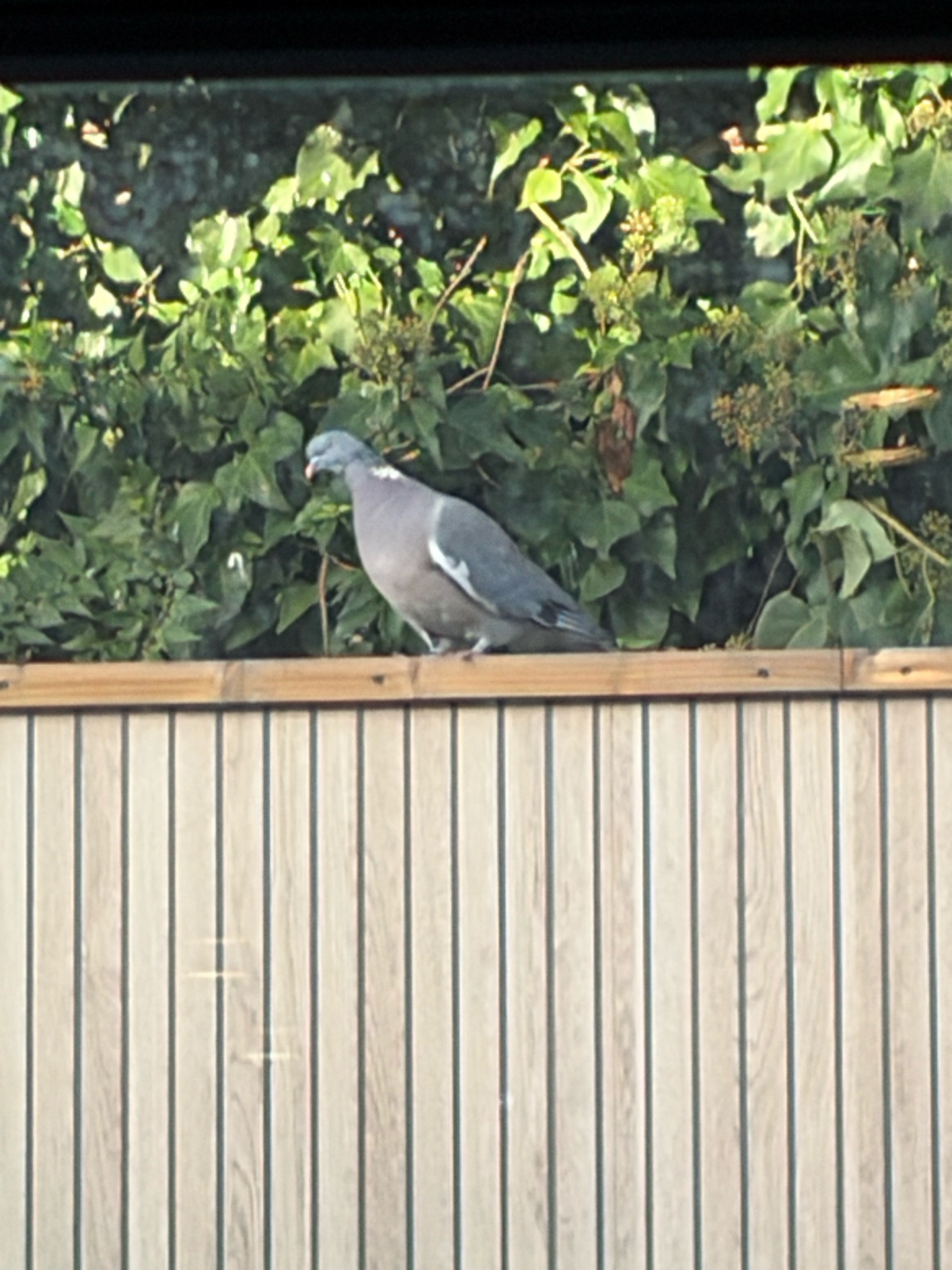 Bird sat on fence looks low res with iPhone Duo