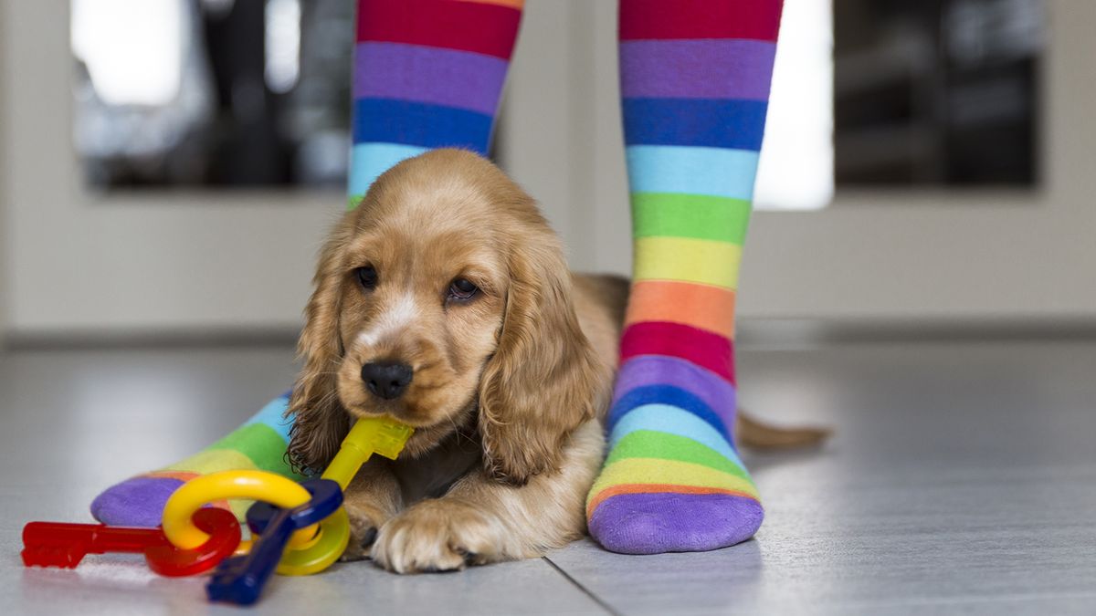 Young English Cocker Spaniel on floor at home 