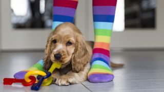 Young English Cocker Spaniel on floor at home 