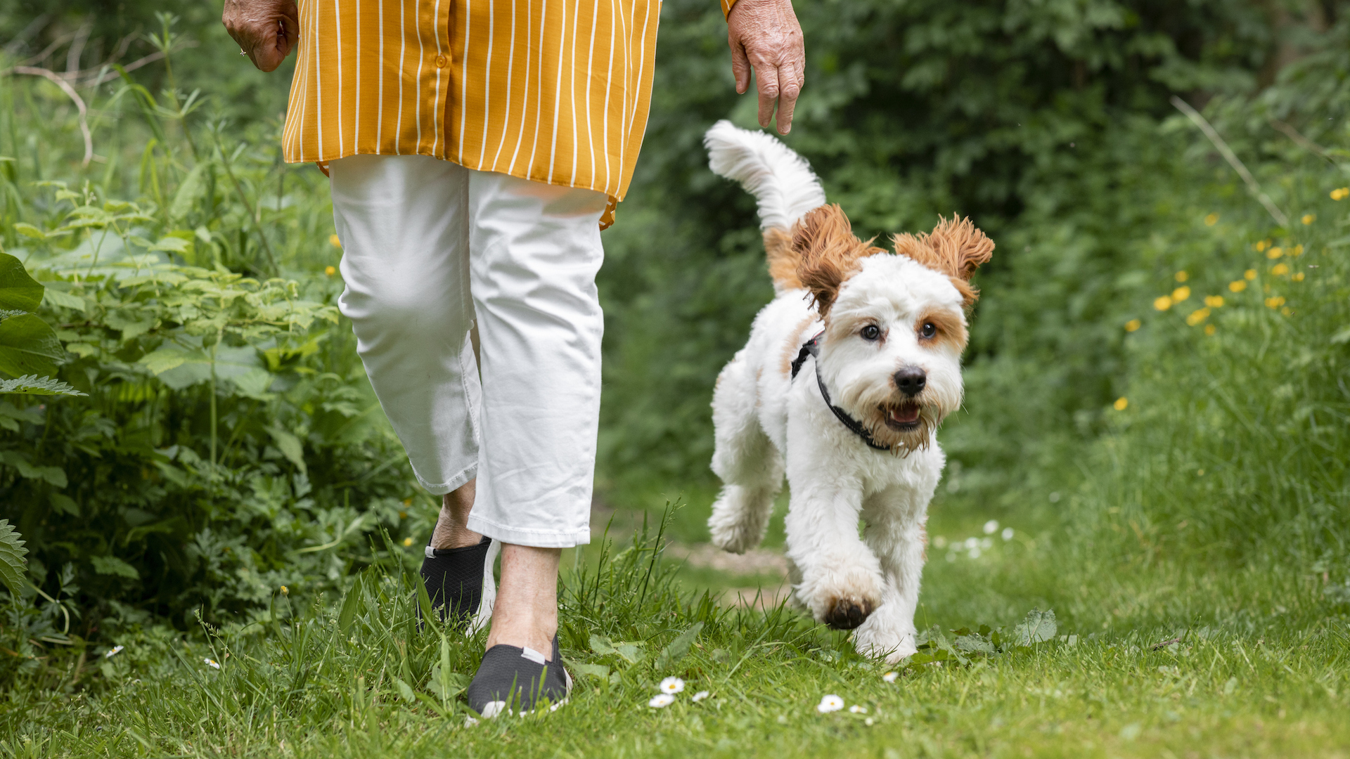 Happy cavapoo on walk with senior woman on grass